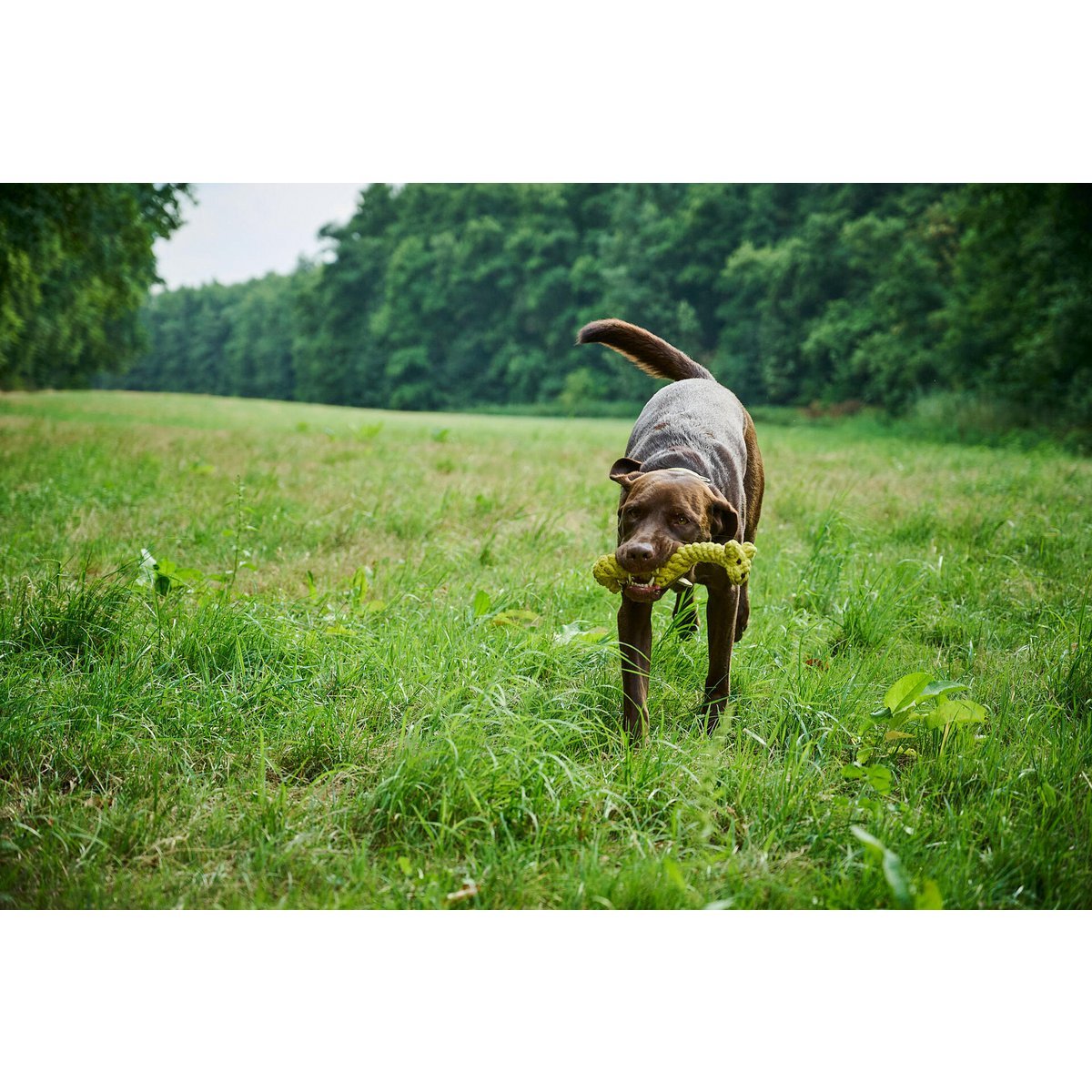 Greta Giraffe - Kult - Spielzeug für Hunde - Tiny Paws Boutique