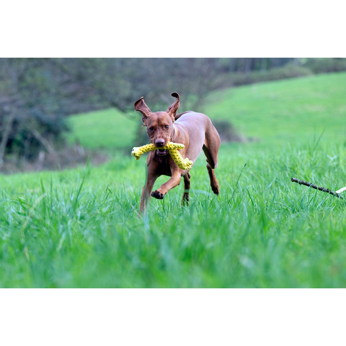 Greta Giraffe - Kult - Spielzeug für Hunde - Tiny Paws Boutique