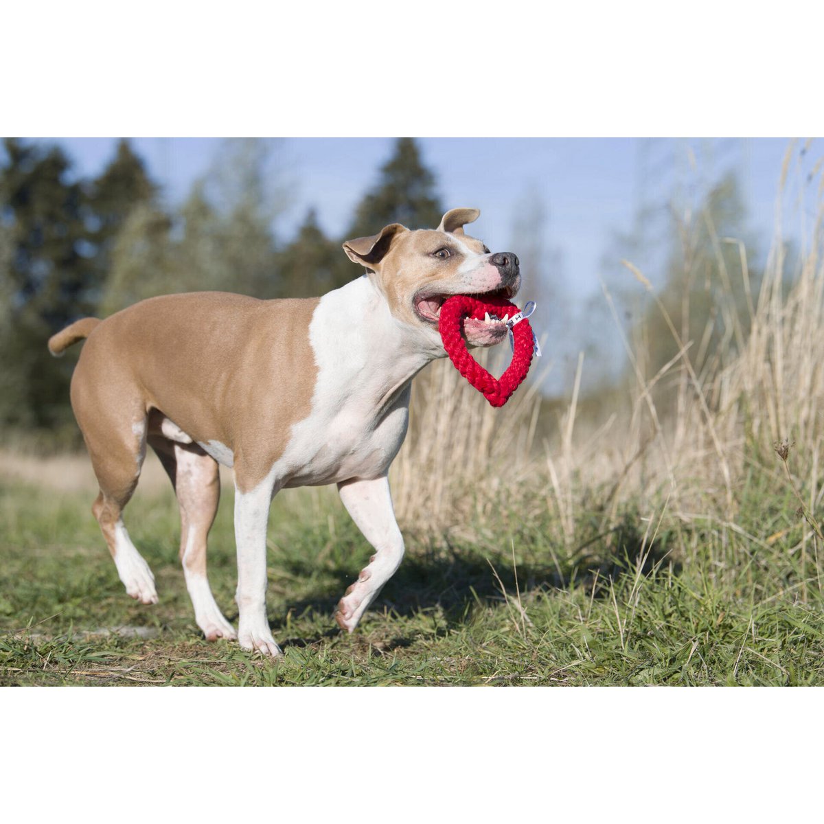 Hertha Heart - Kult - Spielzeug für Hunde - Tiny Paws Boutique
