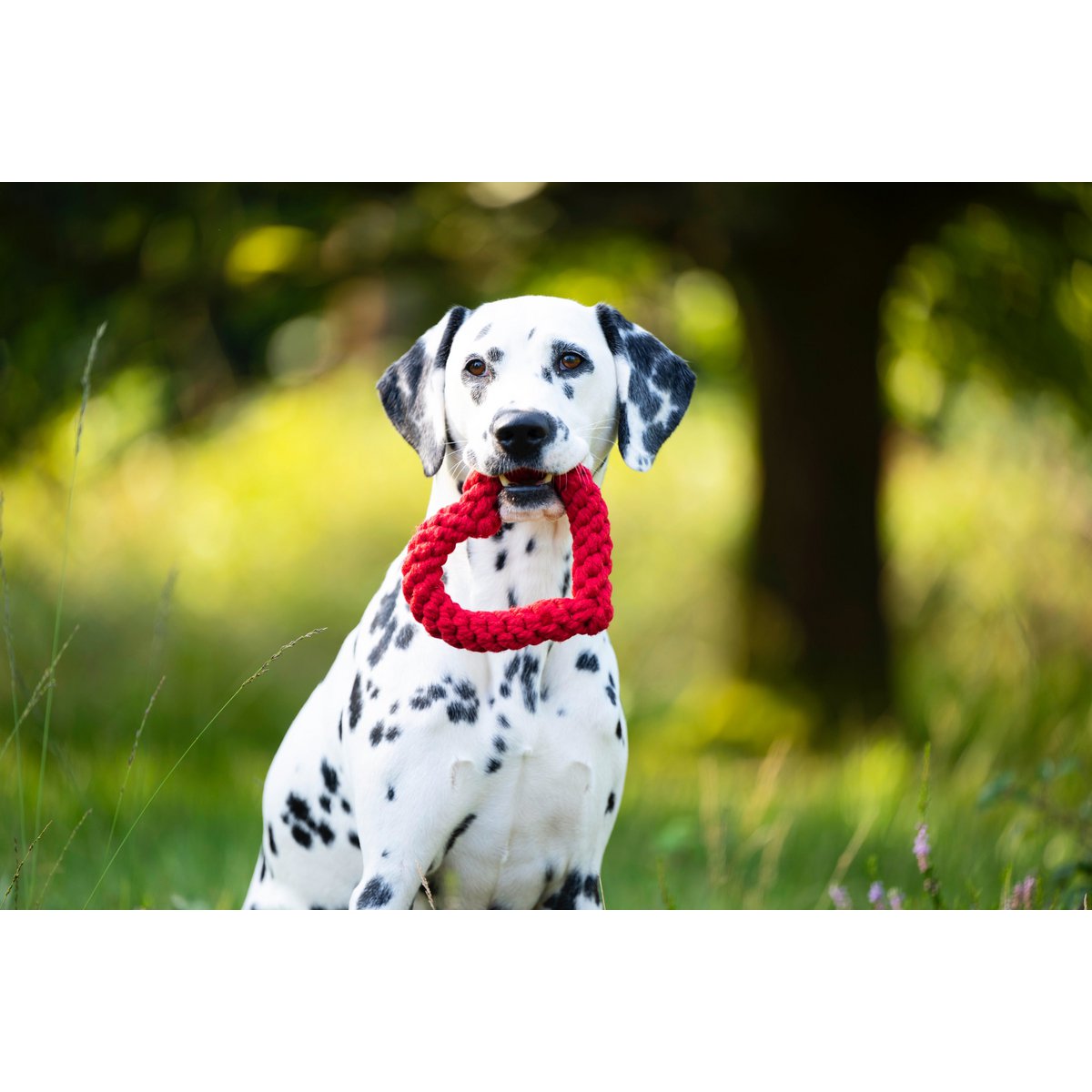 Hertha Heart - Kult - Spielzeug für Hunde - Tiny Paws Boutique