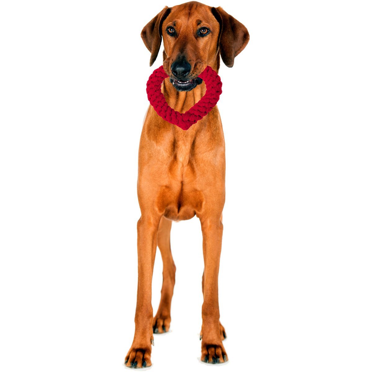 Hertha Heart - Kult - Spielzeug für Hunde - Tiny Paws Boutique