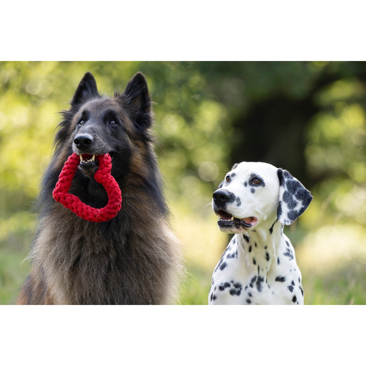 Hertha Heart - Kult - Spielzeug für Hunde - Tiny Paws Boutique