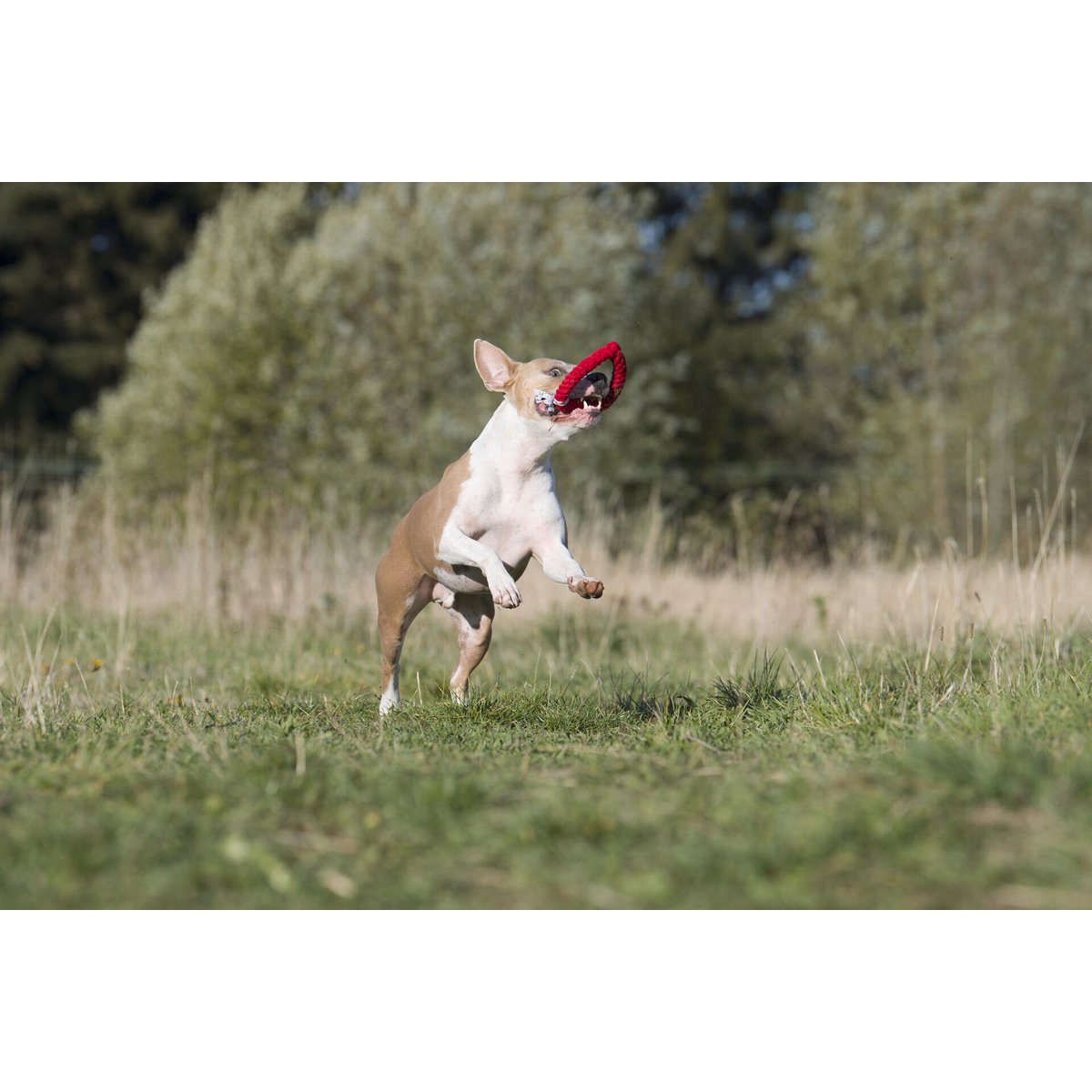 Hertha Heart - Kult - Spielzeug für Hunde - Tiny Paws Boutique
