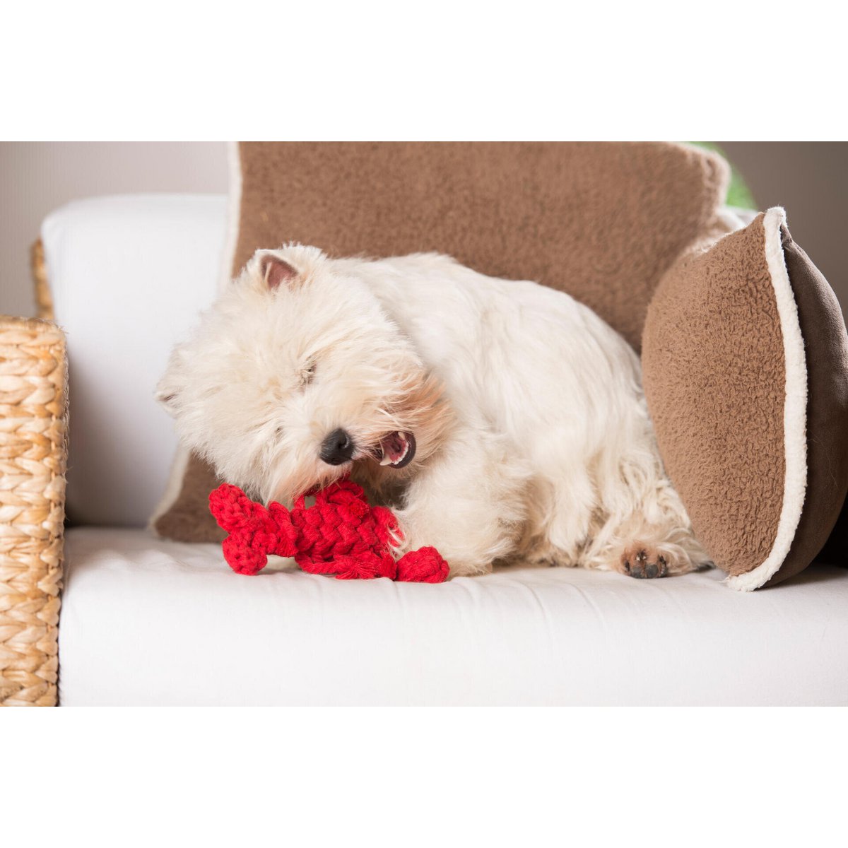 Hugo Hummer - Kult - Spielzeug für Hunde - Tiny Paws Boutique