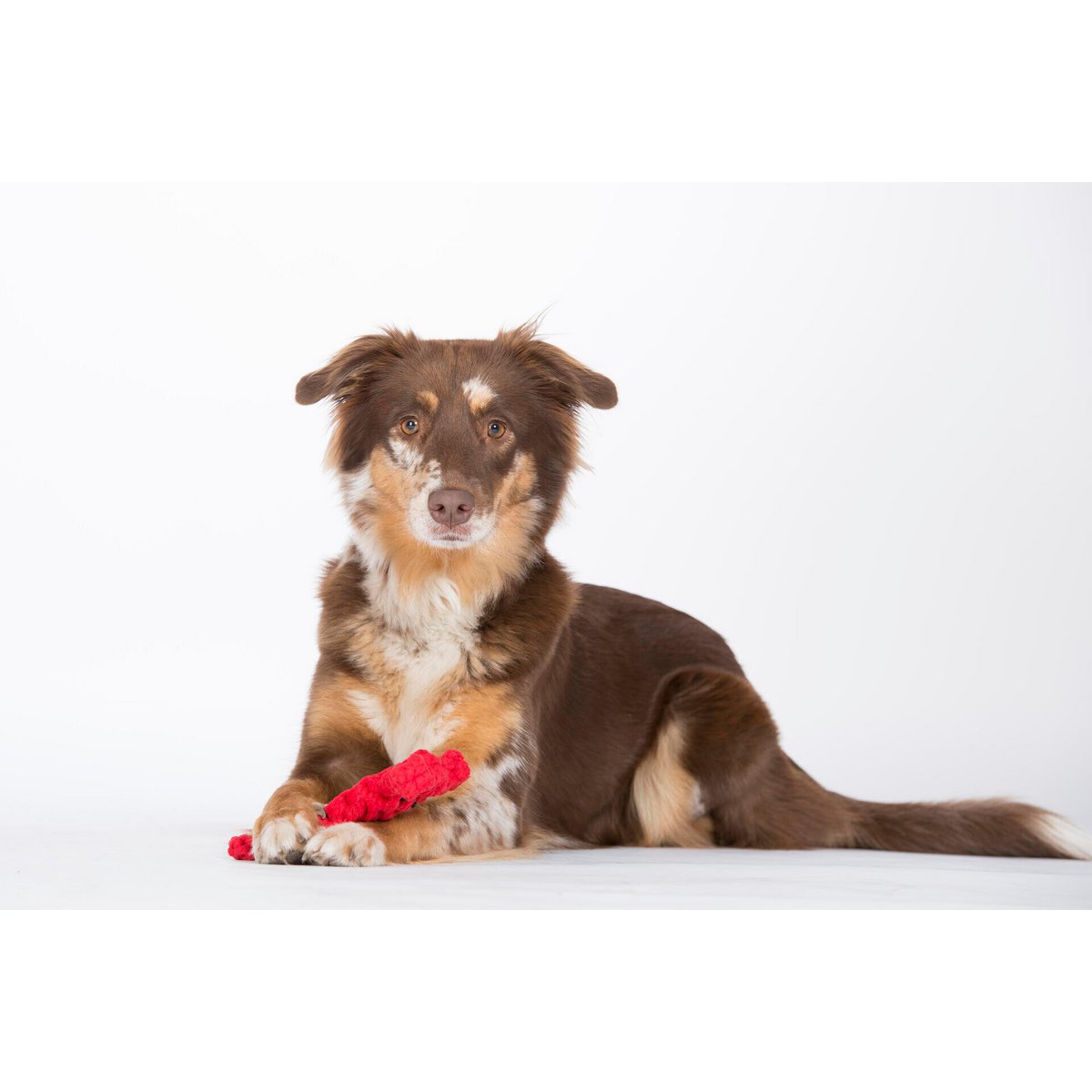 Hugo Hummer - Kult - Spielzeug für Hunde - Tiny Paws Boutique