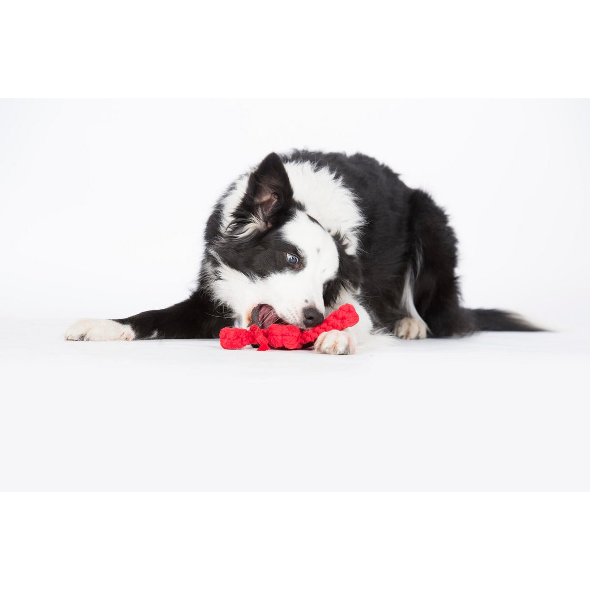 Hugo Hummer - Kult - Spielzeug für Hunde - Tiny Paws Boutique