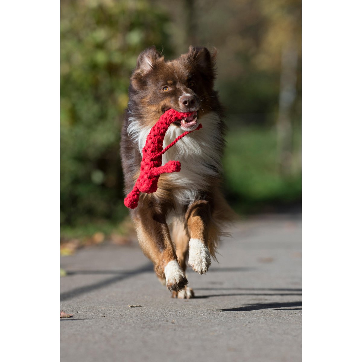 Hugo Hummer - Kult - Spielzeug für Hunde - Tiny Paws Boutique