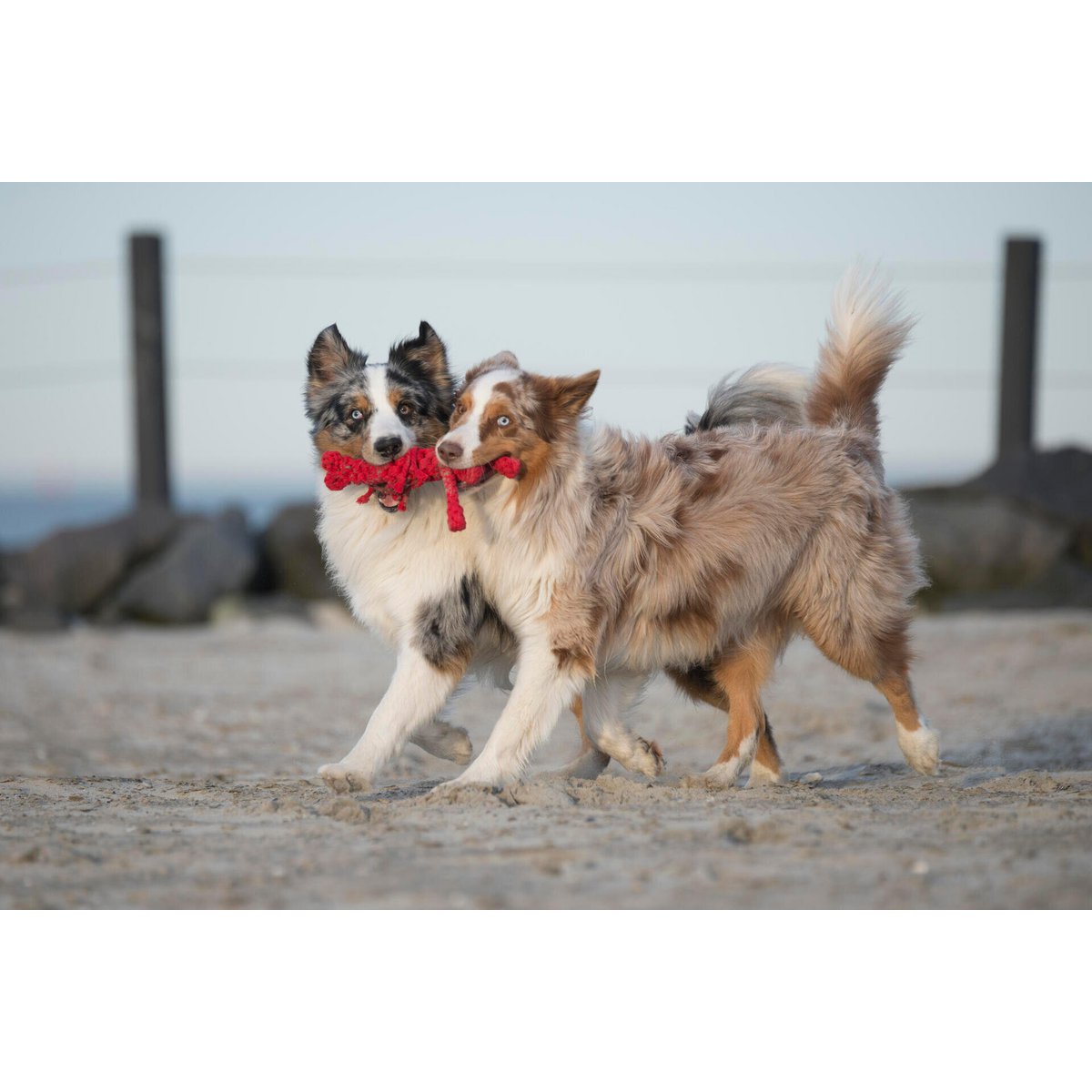 Hugo Hummer - Kult - Spielzeug für Hunde - Tiny Paws Boutique