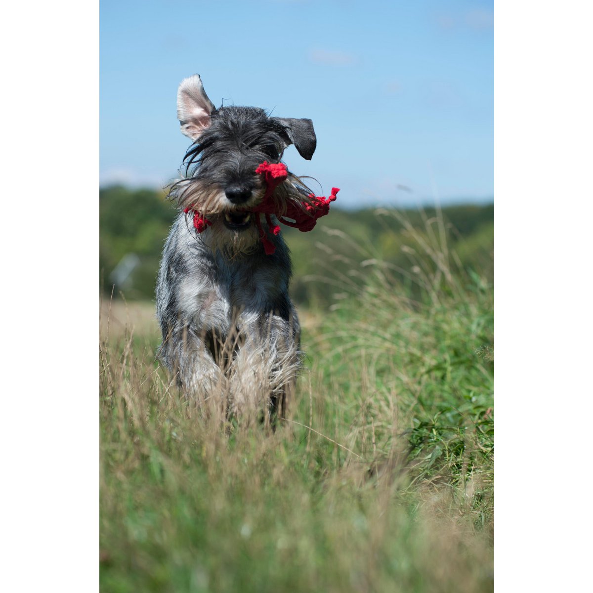 Hugo Hummer - Kult - Spielzeug für Hunde - Tiny Paws Boutique