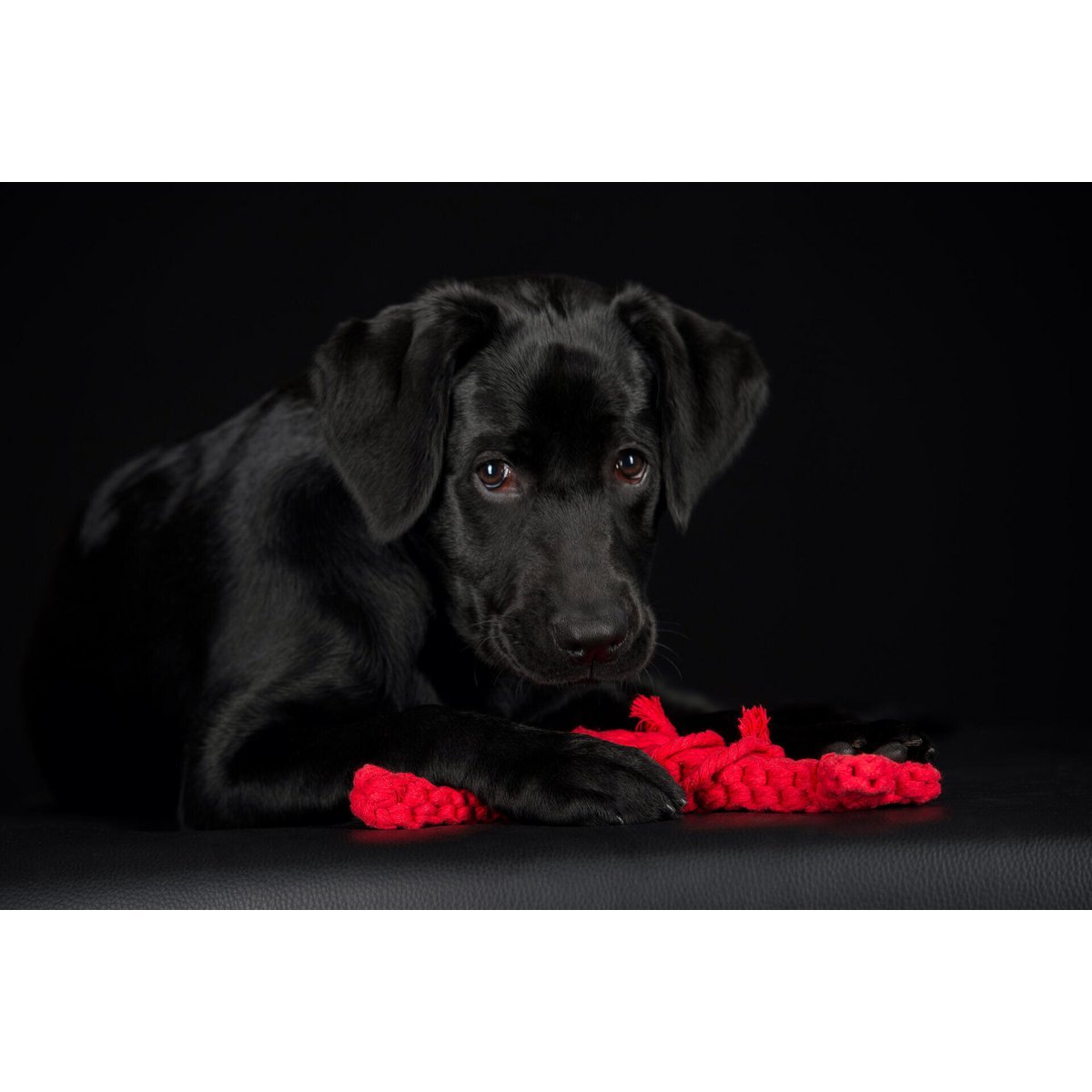 Hugo Hummer - Kult - Spielzeug für Hunde - Tiny Paws Boutique