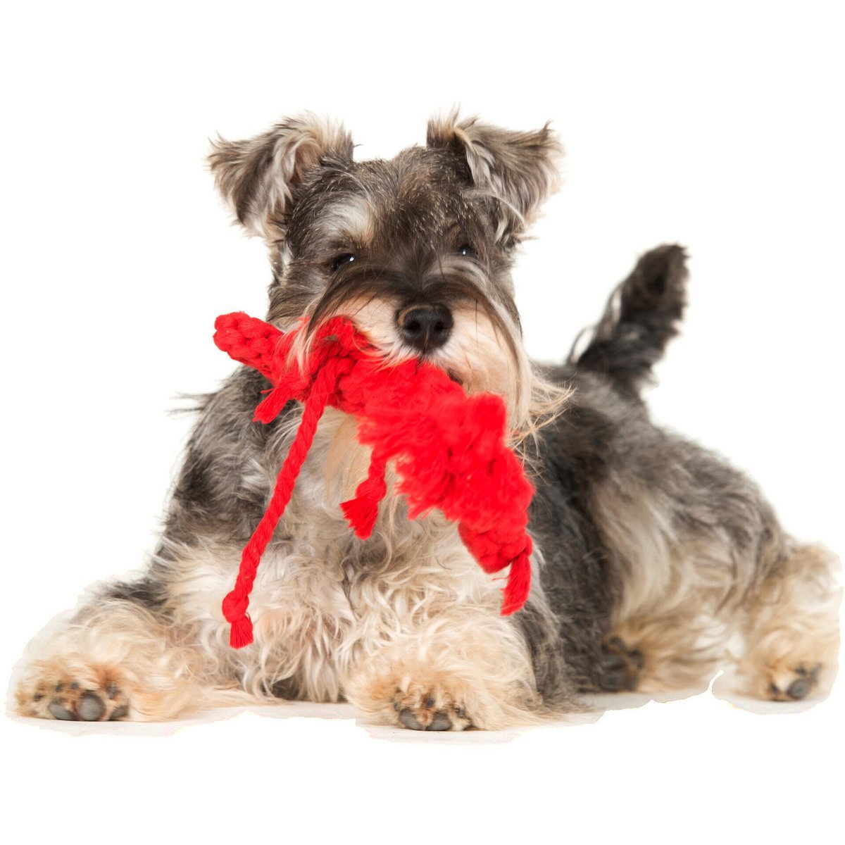 Hugo Hummer - Kult - Spielzeug für Hunde - Tiny Paws Boutique
