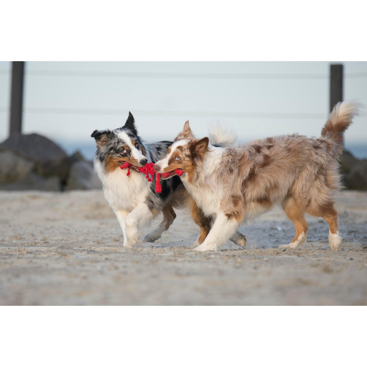 Hugo Hummer - Kult - Spielzeug für Hunde - Tiny Paws Boutique