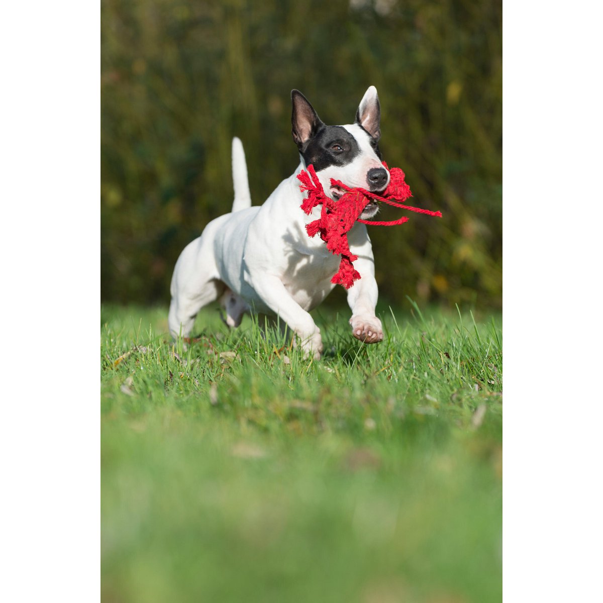 Hugo Hummer - Kult - Spielzeug für Hunde - Tiny Paws Boutique