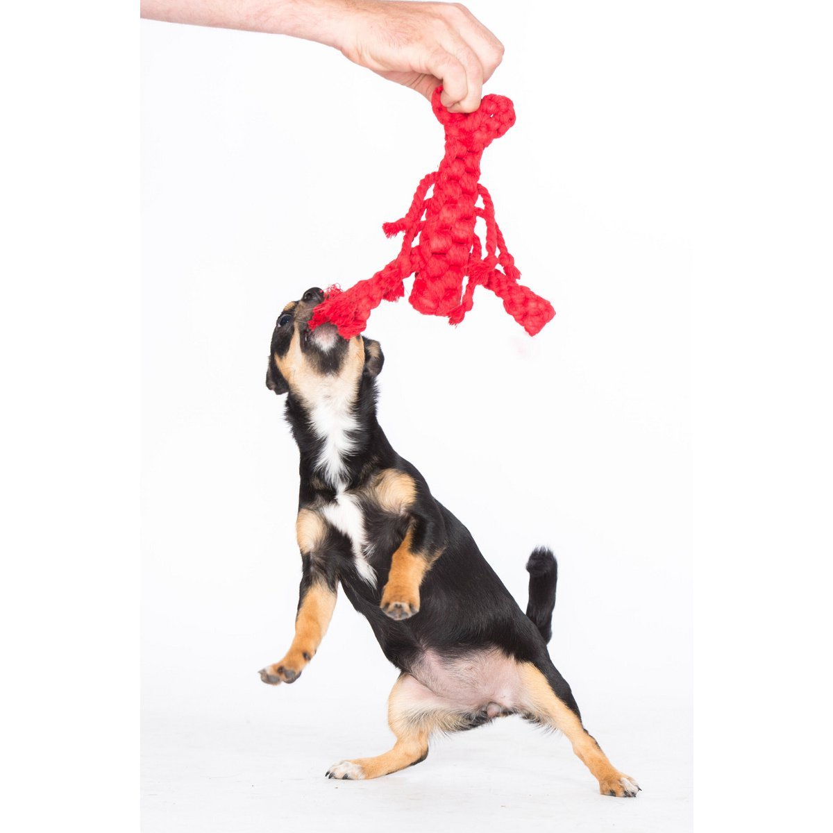 Hugo Hummer - Kult - Spielzeug für Hunde - Tiny Paws Boutique
