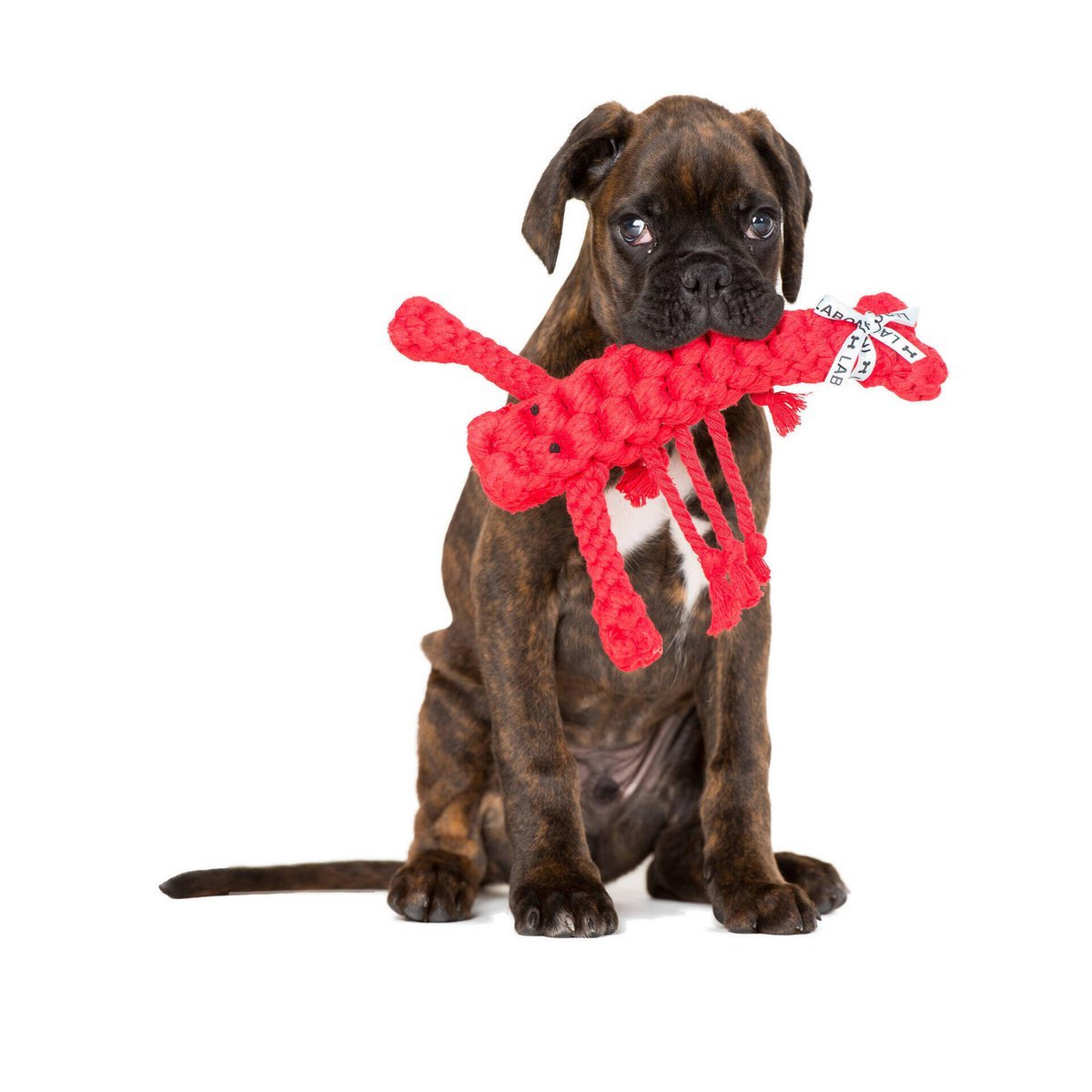 Hugo Hummer - Kult - Spielzeug für Hunde - Tiny Paws Boutique