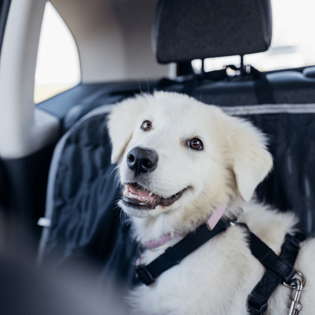 Hunde Sicherheitsgurt fürs Auto - Tiny Paws Boutique