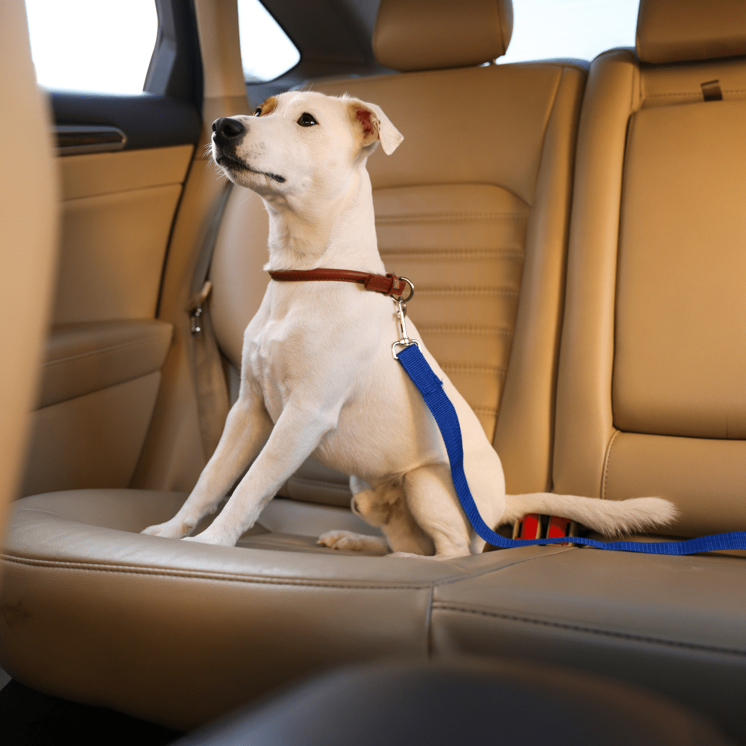 Hunde Sicherheitsgurt fürs Auto - Tiny Paws Boutique