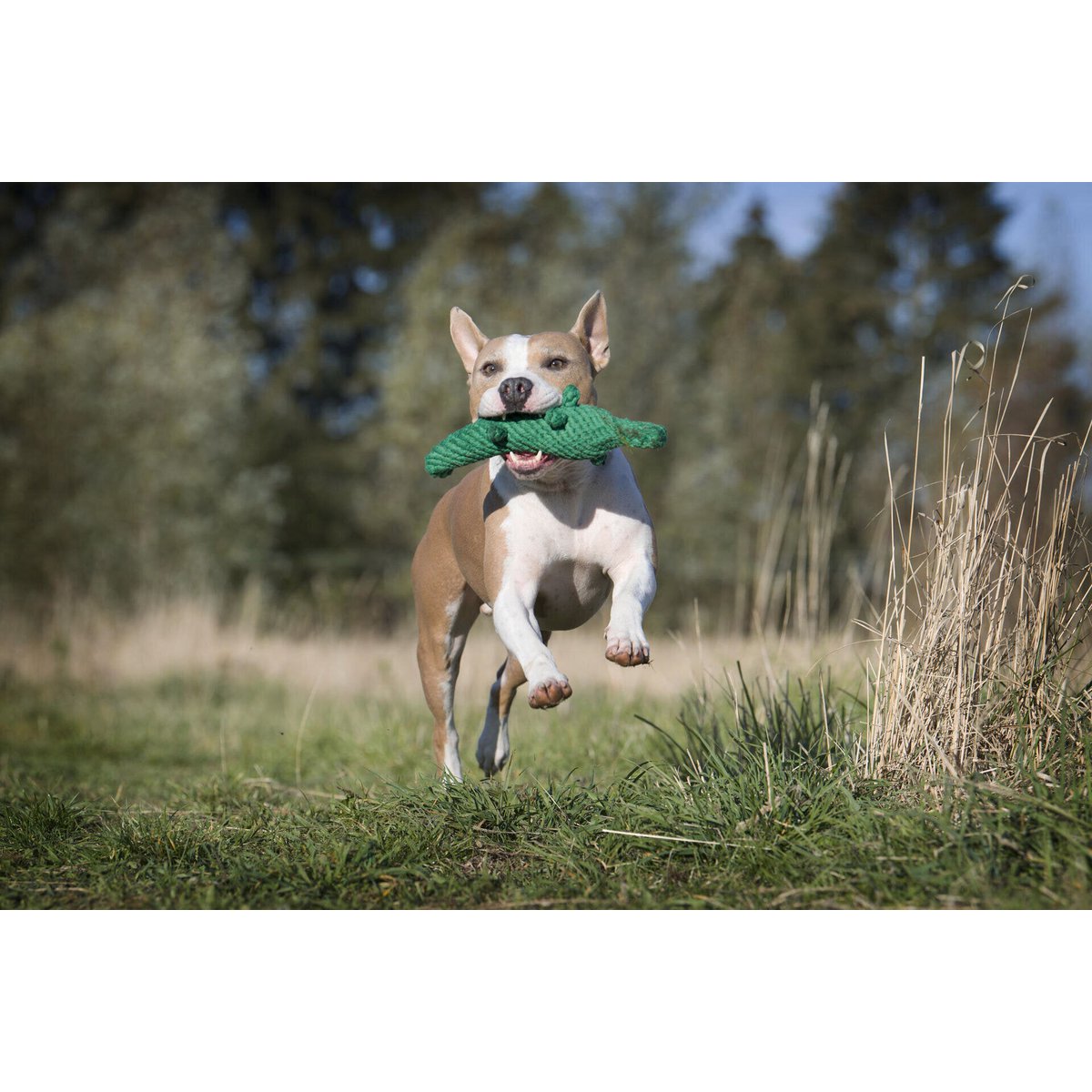 Kalli Krokodil - Kult - Spielzeug für Hunde - Tiny Paws Boutique