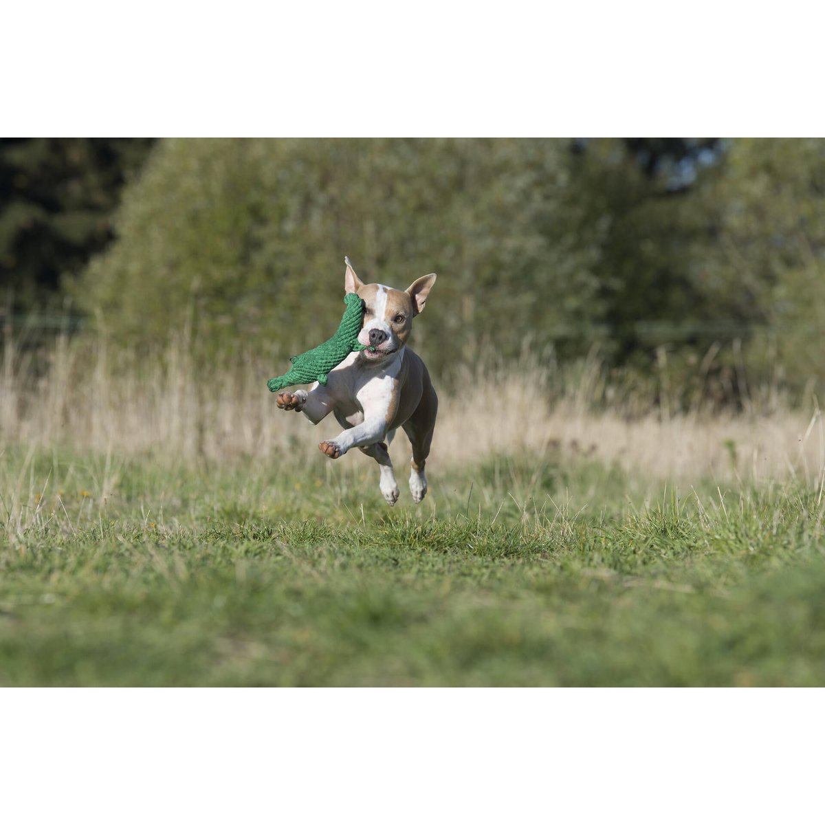 Kalli Krokodil - Kult - Spielzeug für Hunde - Tiny Paws Boutique
