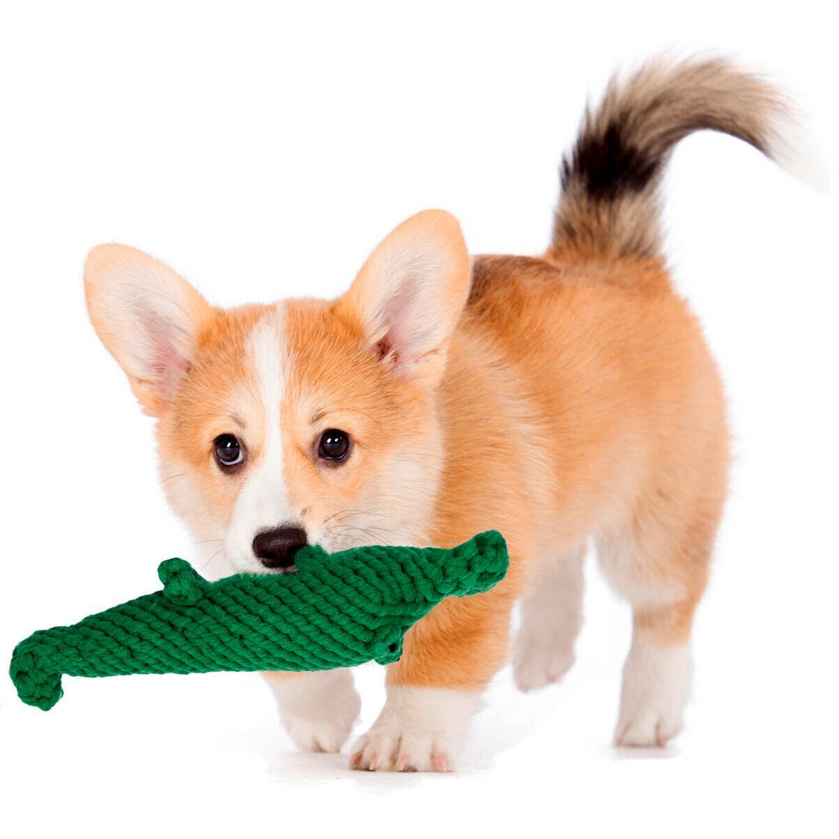 Kalli Krokodil - Kult - Spielzeug für Hunde - Tiny Paws Boutique