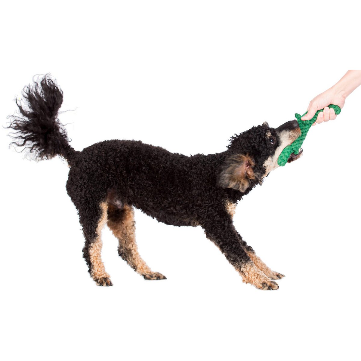 Kalli Krokodil - Kult - Spielzeug für Hunde - Tiny Paws Boutique