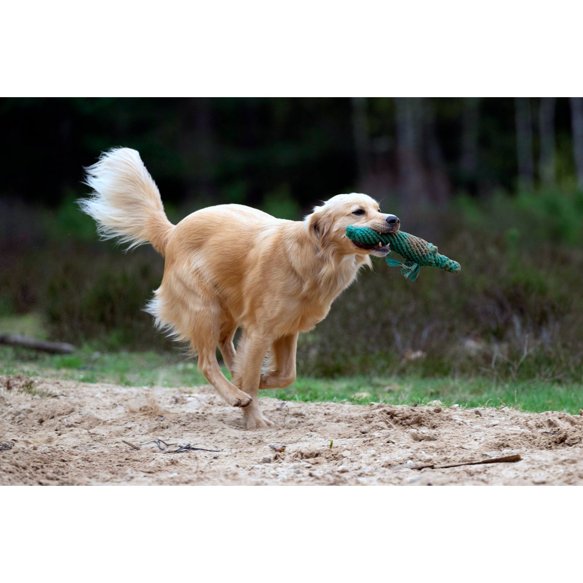 Kalli Krokodil - Kult - Spielzeug für Hunde - Tiny Paws Boutique