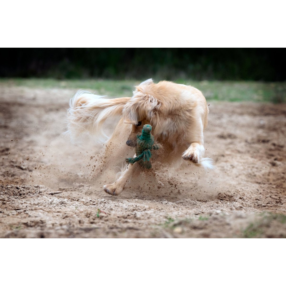 Kalli Krokodil - Kult - Spielzeug für Hunde - Tiny Paws Boutique