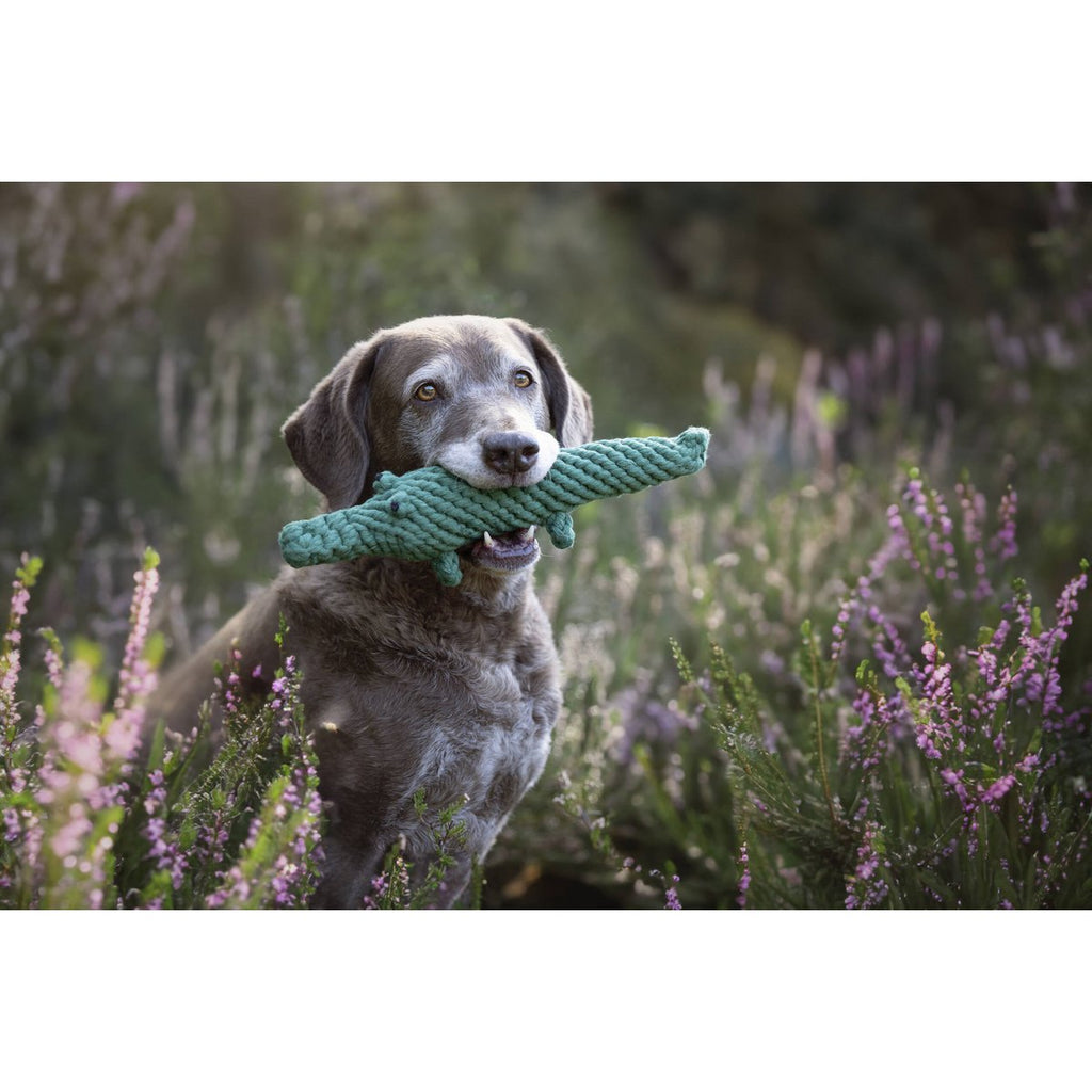 Kalli Krokodil - Kult - Spielzeug für Hunde - Tiny Paws Boutique