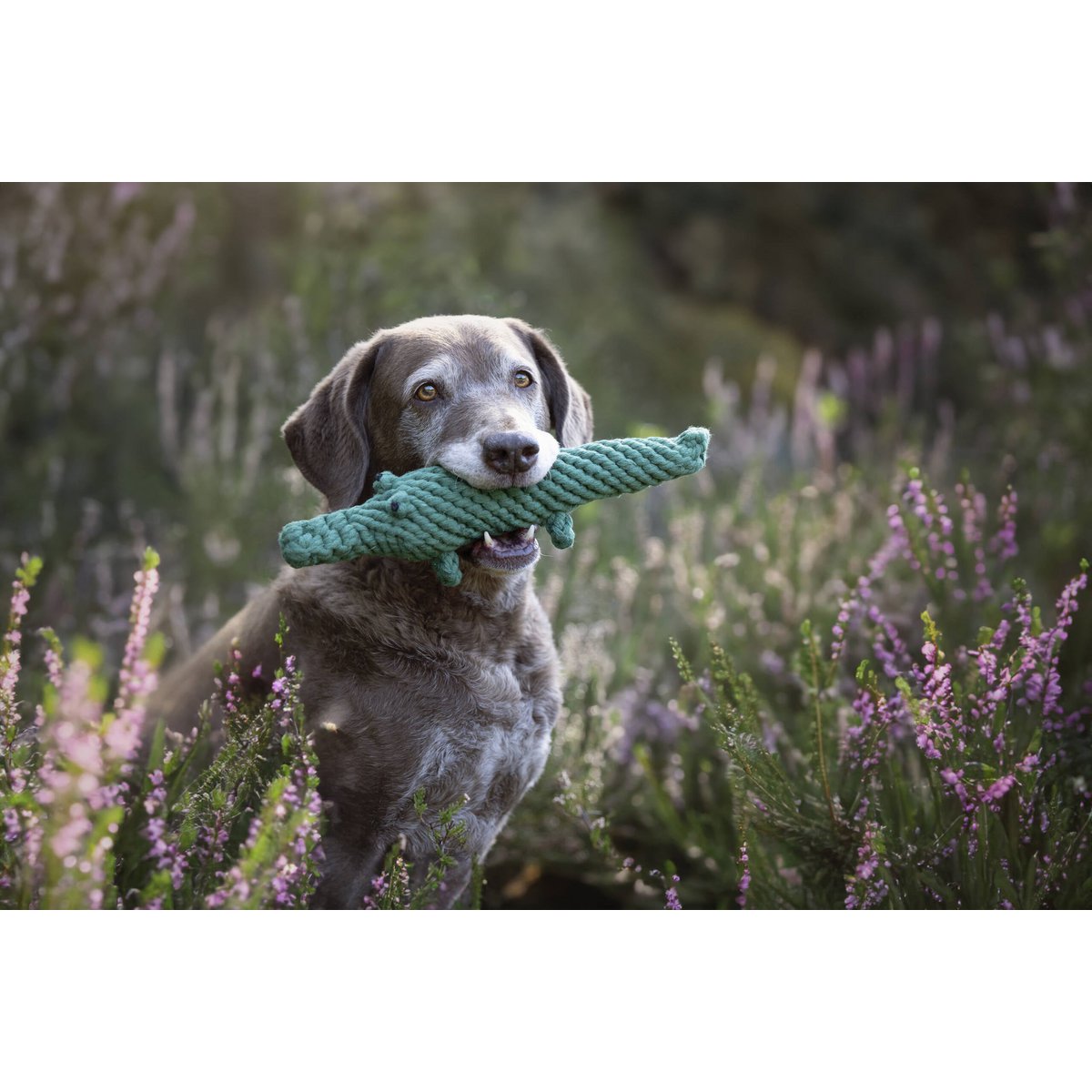 Kalli Krokodil - Kult - Spielzeug für Hunde - Tiny Paws Boutique