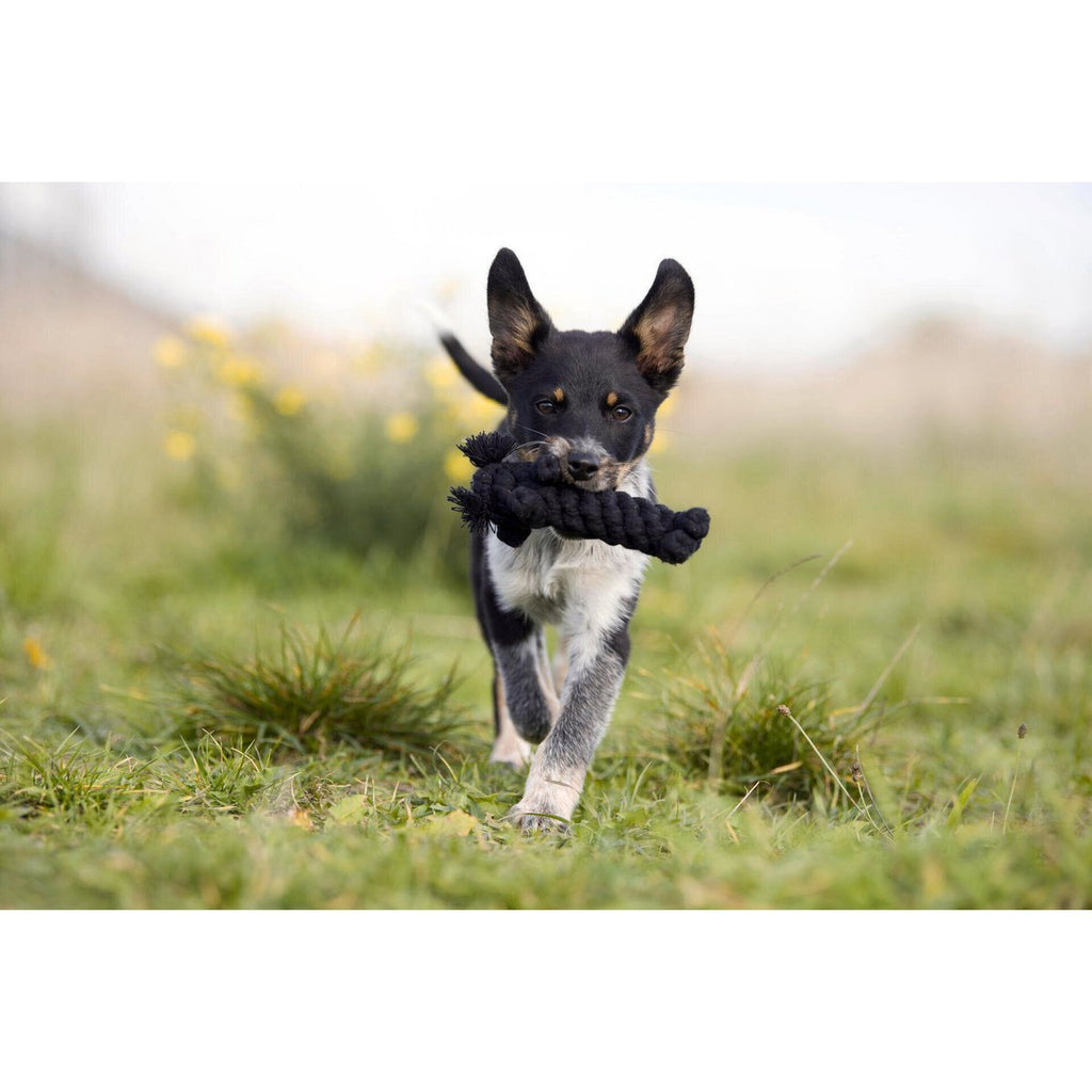 Kater Casanova - Kult - Spielzeug für Hunde - Tiny Paws Boutique
