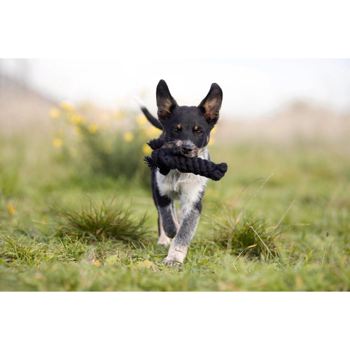 Kater Casanova - Kult - Spielzeug für Hunde - Tiny Paws Boutique
