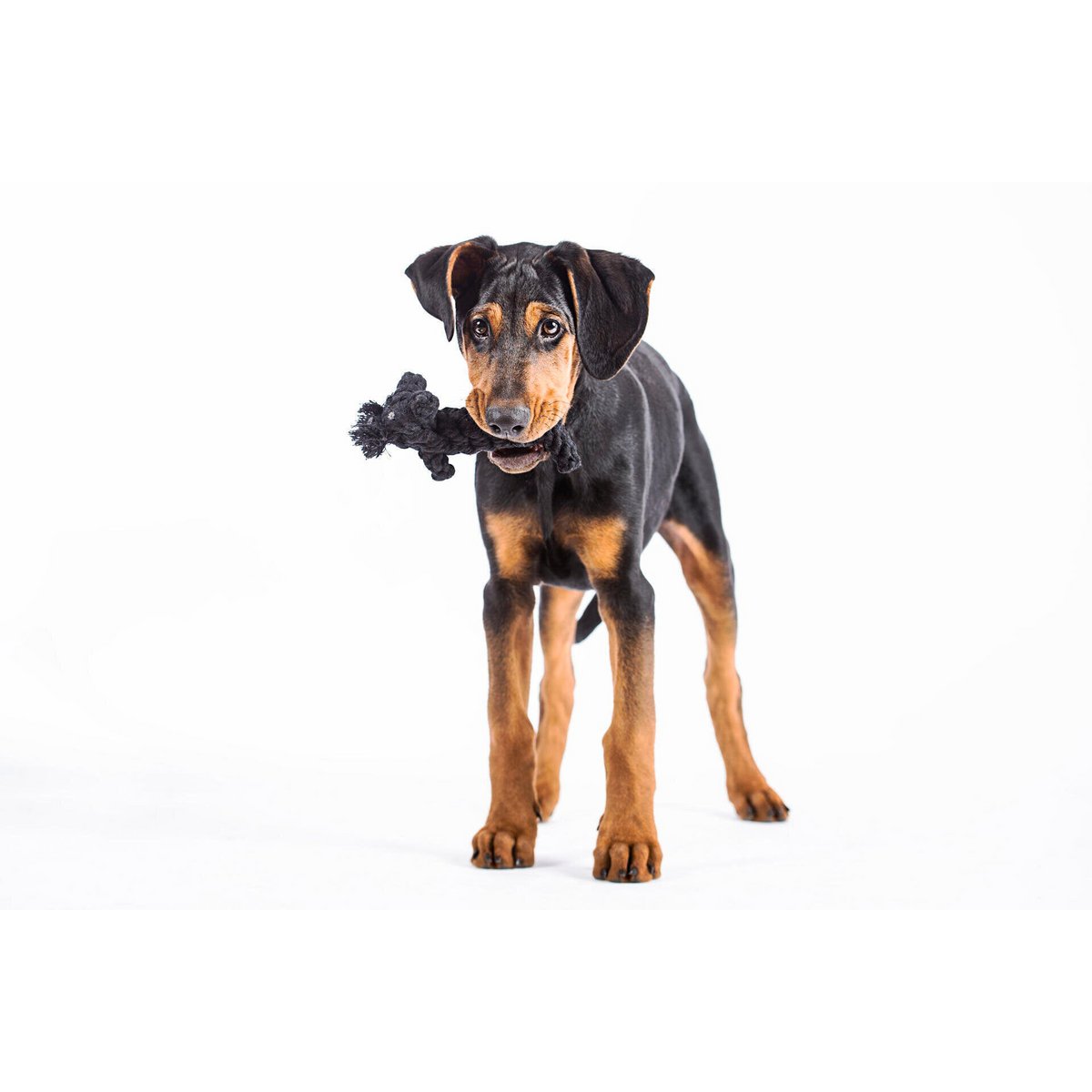 Kater Casanova - Kult - Spielzeug für Hunde - Tiny Paws Boutique