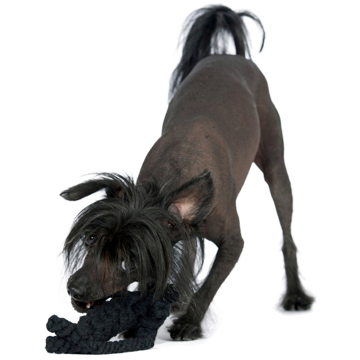 Kater Casanova - Kult - Spielzeug für Hunde - Tiny Paws Boutique