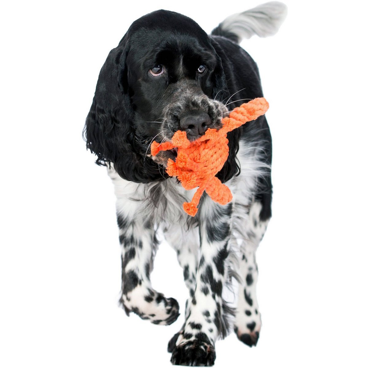 Kristof Krabbe - Kult - Spielzeug für Hunde - Tiny Paws Boutique
