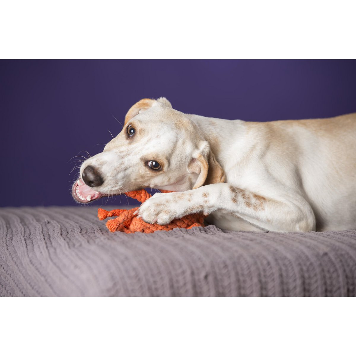 Kristof Krabbe - Kult - Spielzeug für Hunde - Tiny Paws Boutique