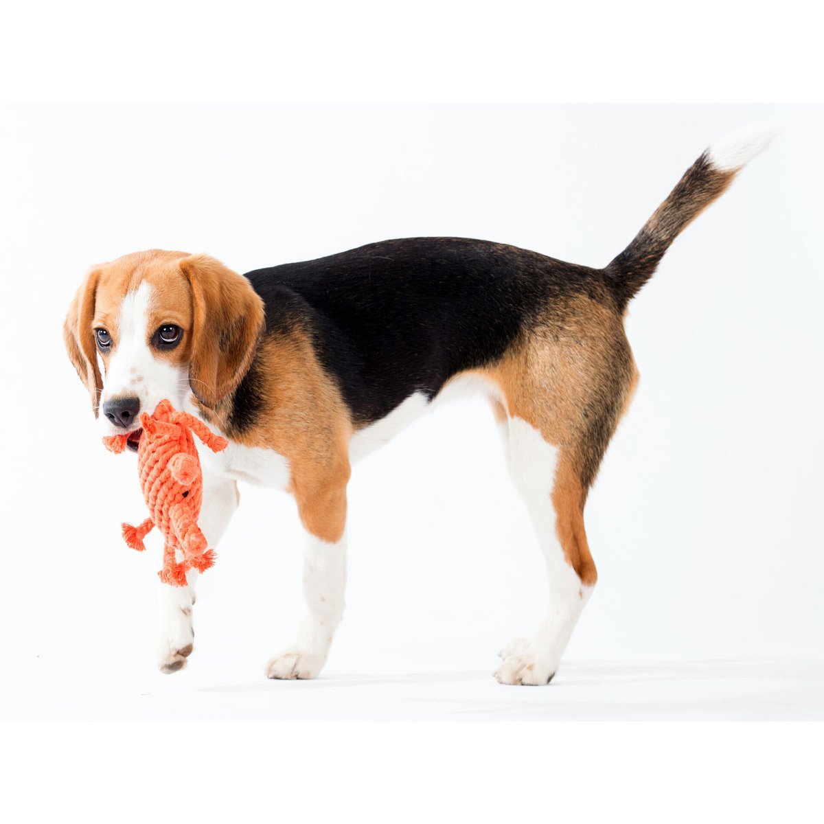 Kristof Krabbe - Kult - Spielzeug für Hunde - Tiny Paws Boutique