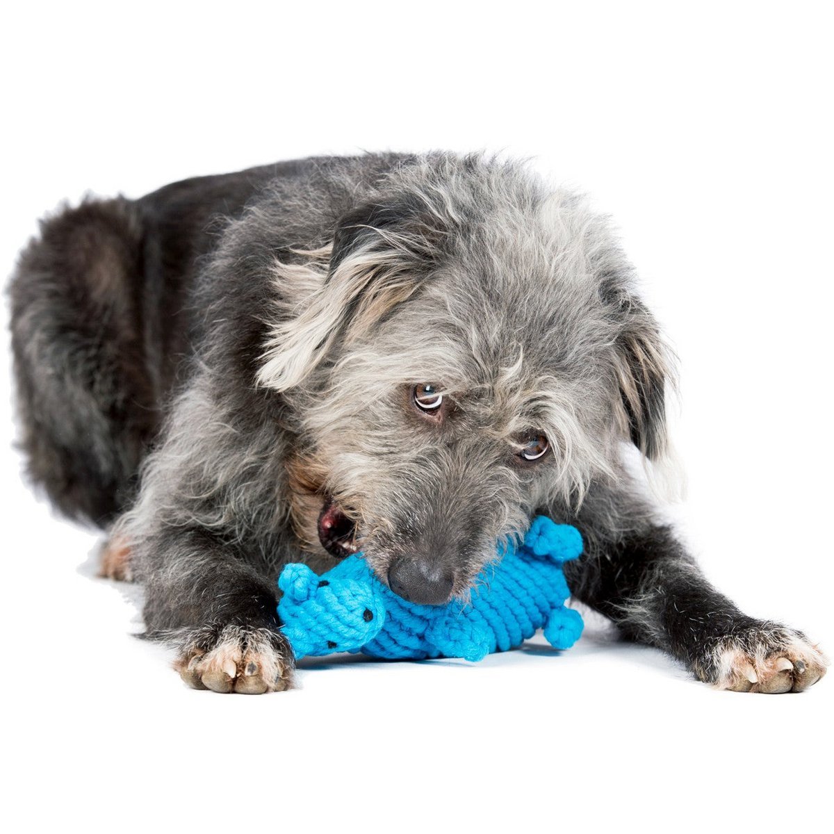 Kurt Känguru - Kult - Spielzeug für Hunde - Tiny Paws Boutique