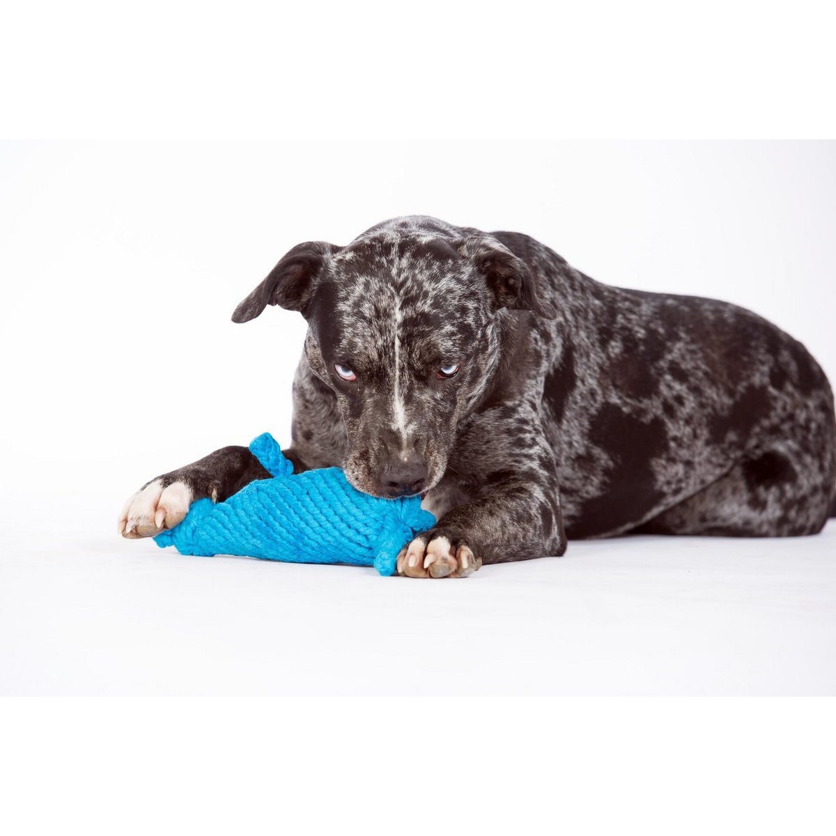 Kurt Känguru - Kult - Spielzeug für Hunde - Tiny Paws Boutique