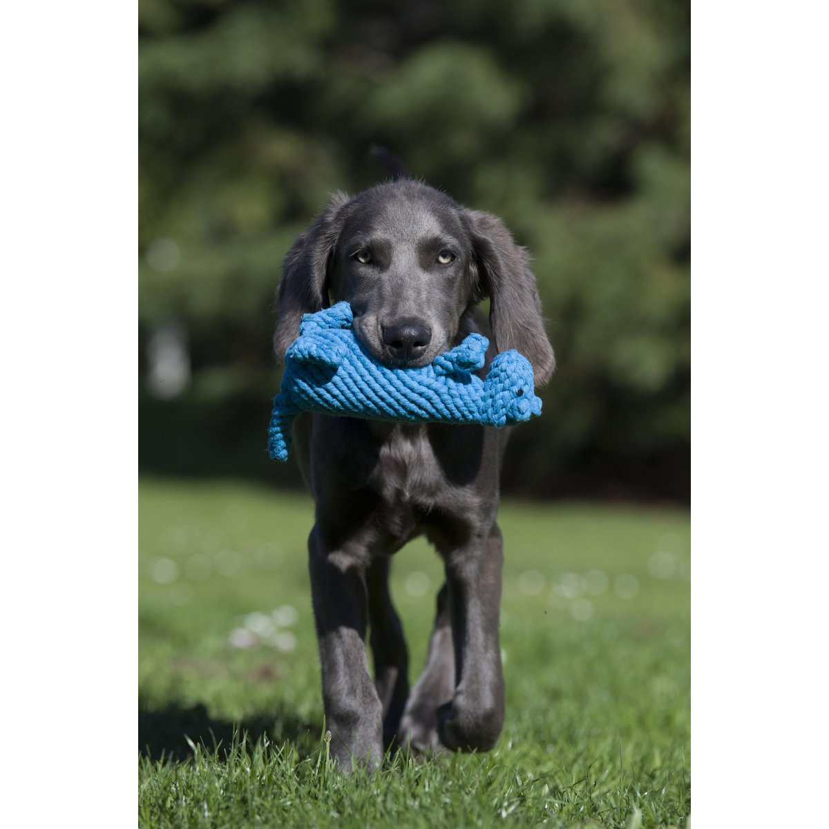Kurt Känguru - Kult - Spielzeug für Hunde - Tiny Paws Boutique