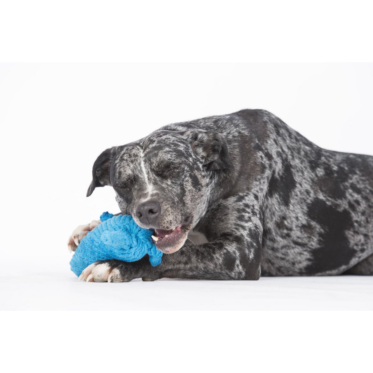 Kurt Känguru - Kult - Spielzeug für Hunde - Tiny Paws Boutique