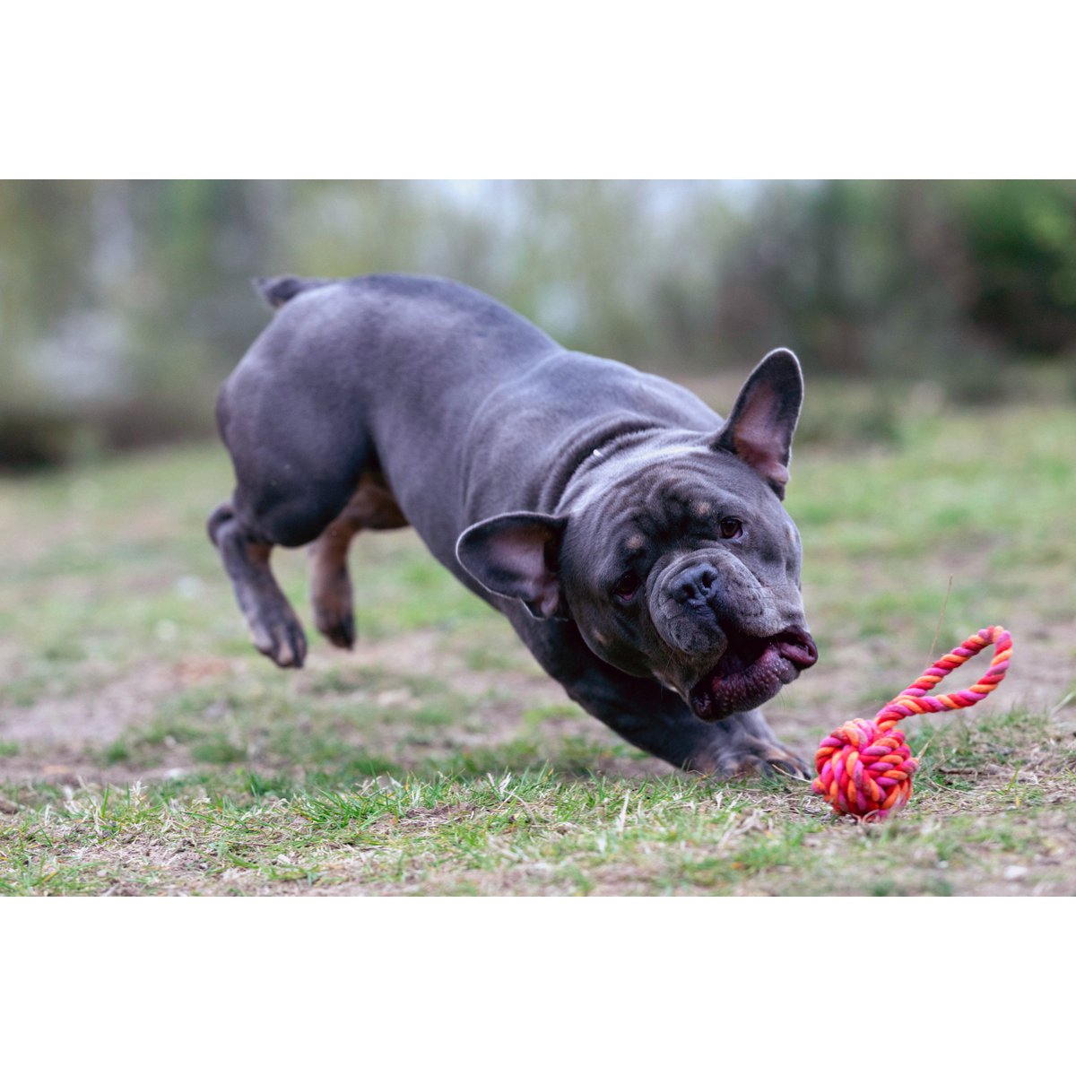 LABONI POWER - Doppel - Set Wurfspielzeug - Tiny Paws Boutique