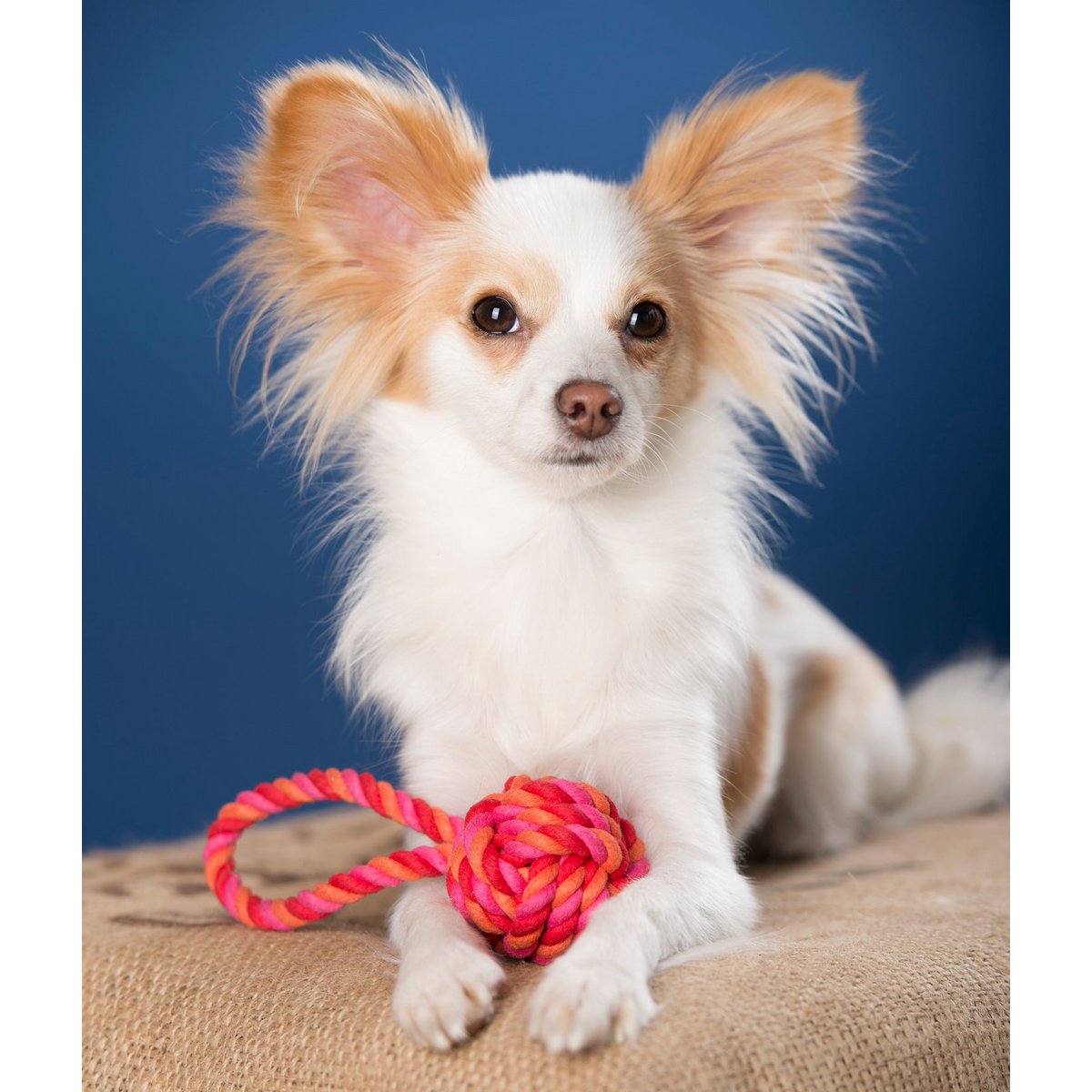 LABONI POWER - Doppel - Set Wurfspielzeug - Tiny Paws Boutique