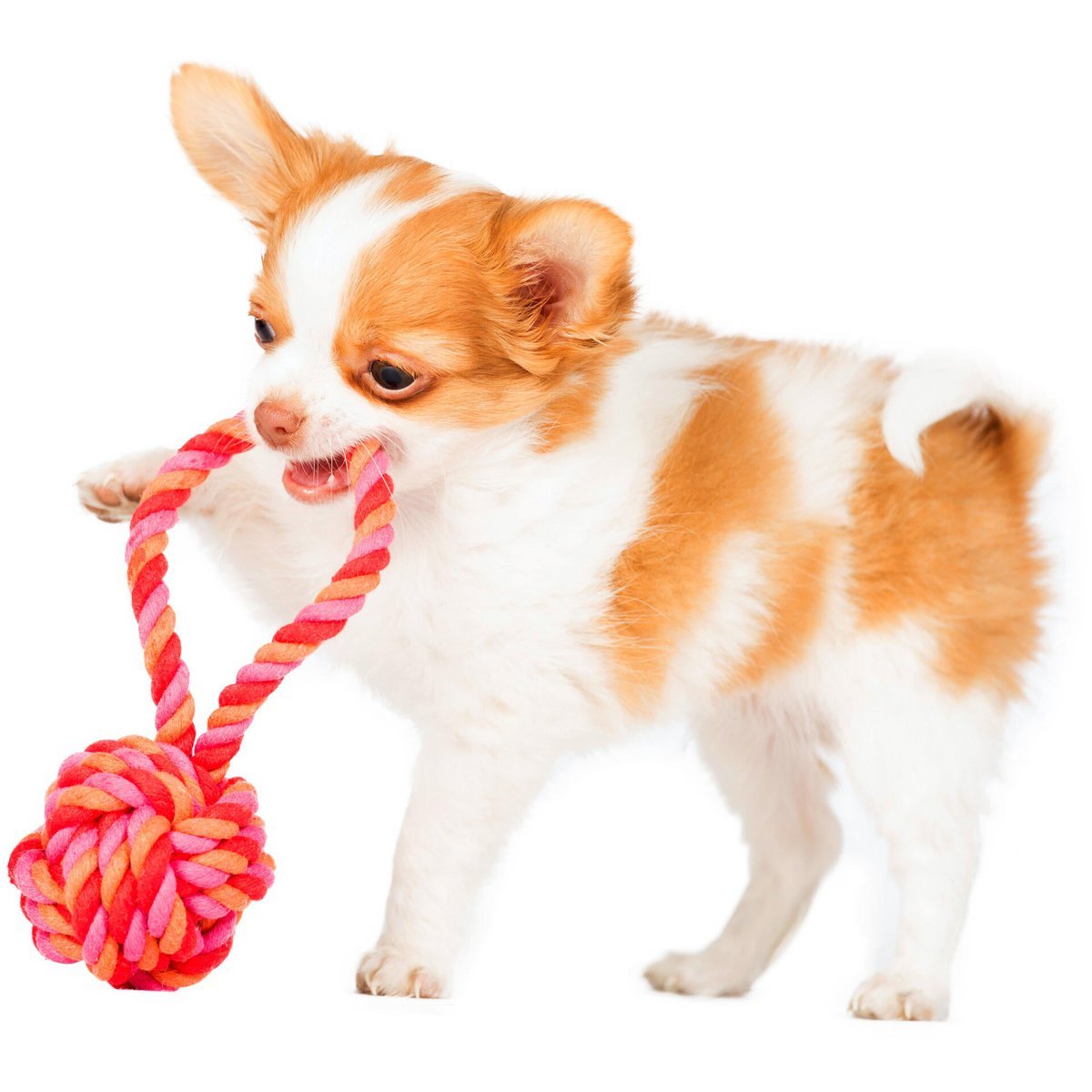 LABONI POWER - Doppel - Set Wurfspielzeug - Tiny Paws Boutique