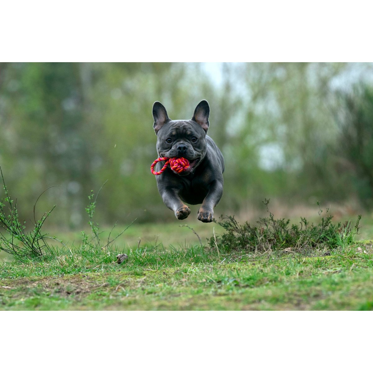 LABONI POWER - Doppel - Set Wurfspielzeug - Tiny Paws Boutique