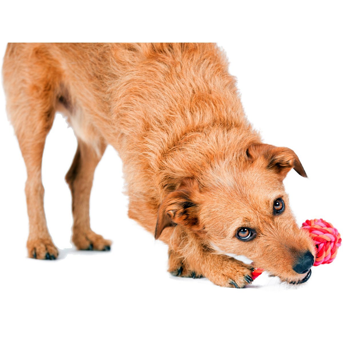 LABONI POWER - Doppel - Set Wurfspielzeug - Tiny Paws Boutique