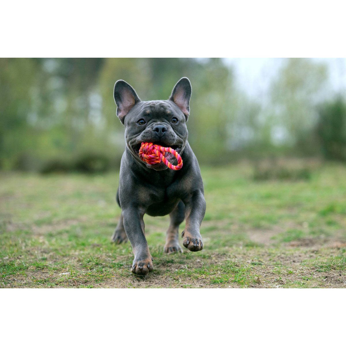 LABONI POWER - Doppel - Set Wurfspielzeug - Tiny Paws Boutique