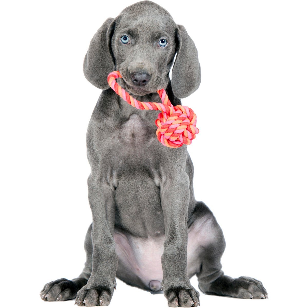 LABONI POWER - Doppel - Set Wurfspielzeug - Tiny Paws Boutique