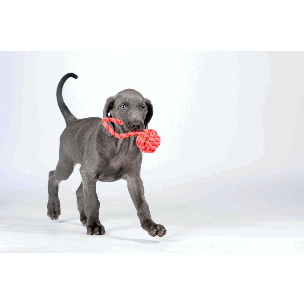 LABONI POWER - Doppel - Set Wurfspielzeug - Tiny Paws Boutique
