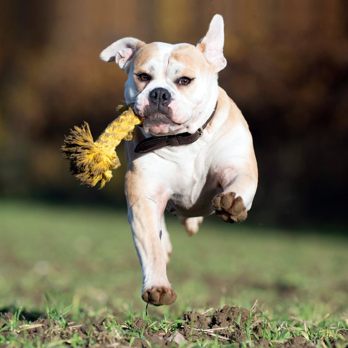 Leo Löwe - Kult - Spielzeug für Hunde - Tiny Paws Boutique