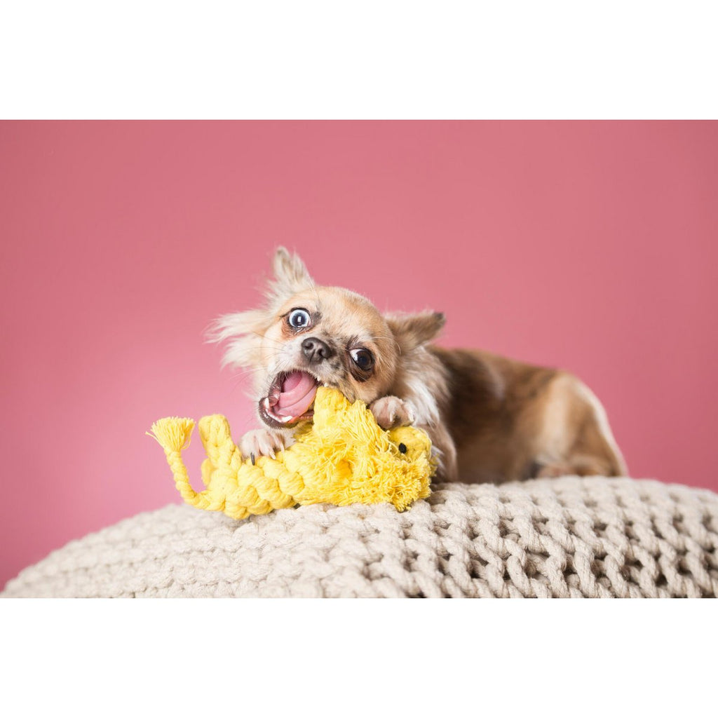 Leo Löwe - Kult - Spielzeug für Hunde - Tiny Paws Boutique